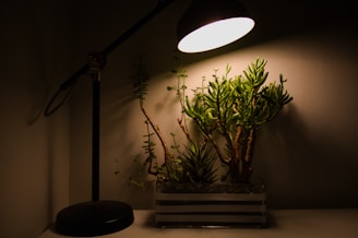 A desk lamp with a black stand casts light over a small planter containing various succulents. The background wall is painted in a neutral tone, and the overall scene is dimly lit, creating shadows around the plants.