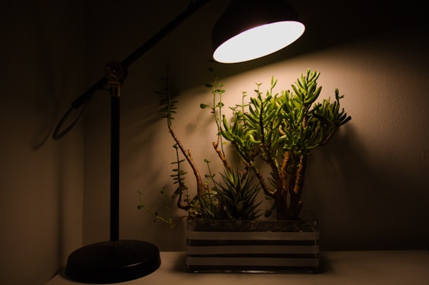 A desk lamp with a black stand casts light over a small planter containing various succulents. The background wall is painted in a neutral tone, and the overall scene is dimly lit, creating shadows around the plants.