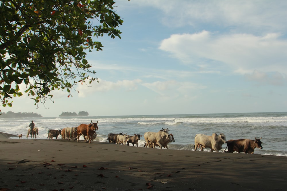 a herd of cattle walking along a beach next to the ocean