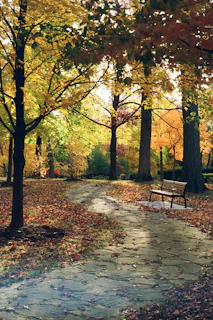 A sunlit urban park pathway lined with autumn leaves, inviting a peaceful walk