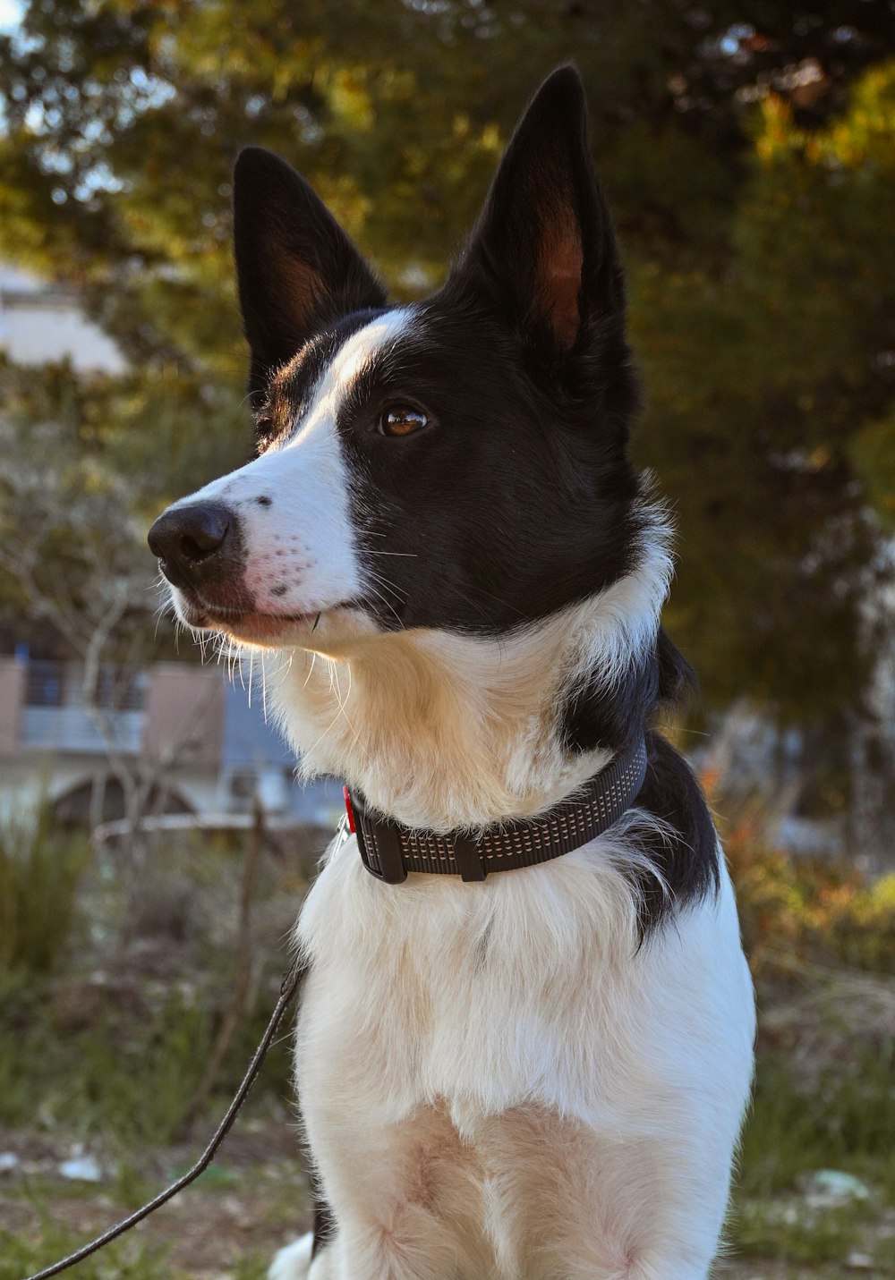 a black and white dog with a collar on