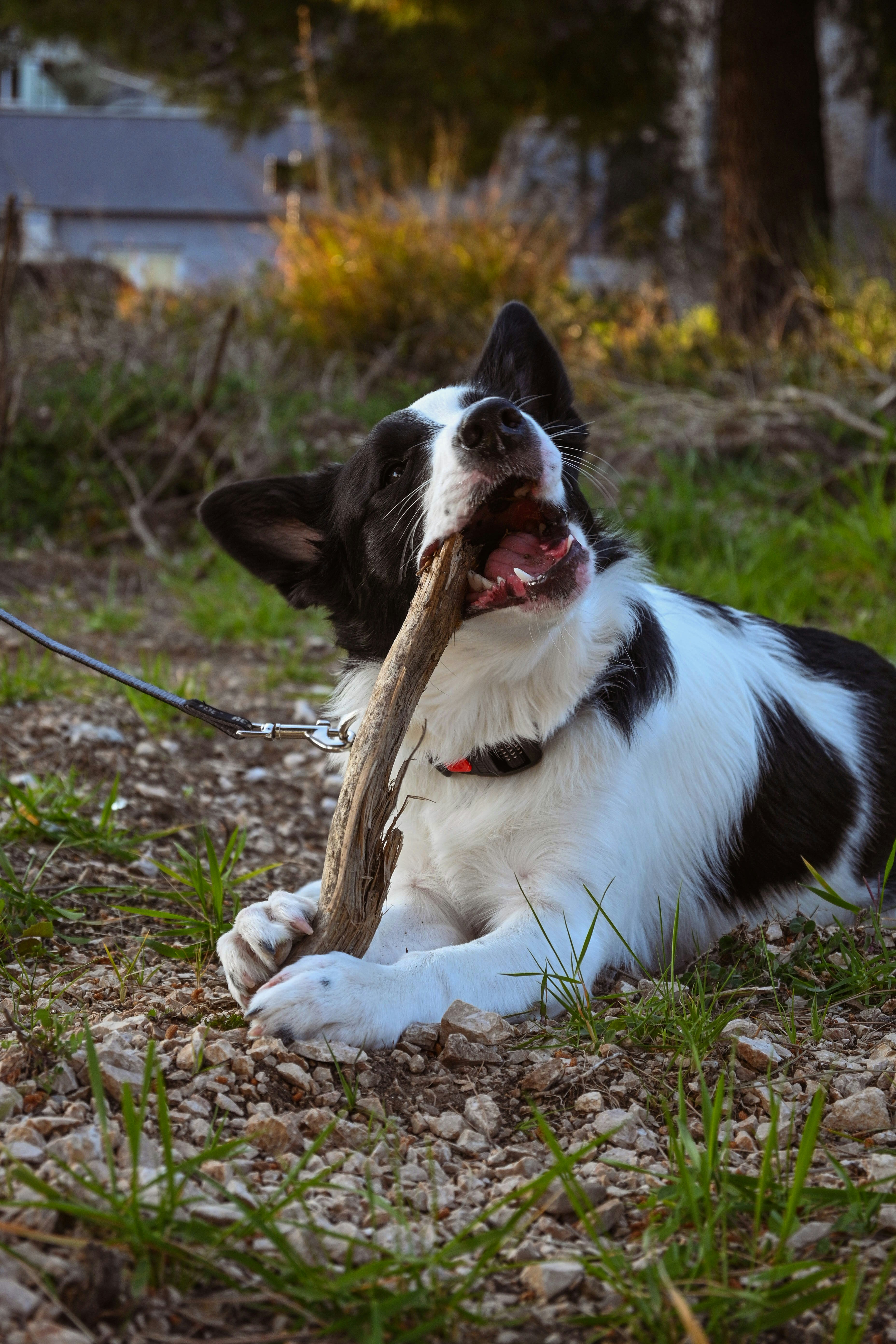 why-do-dogs-like-sticks