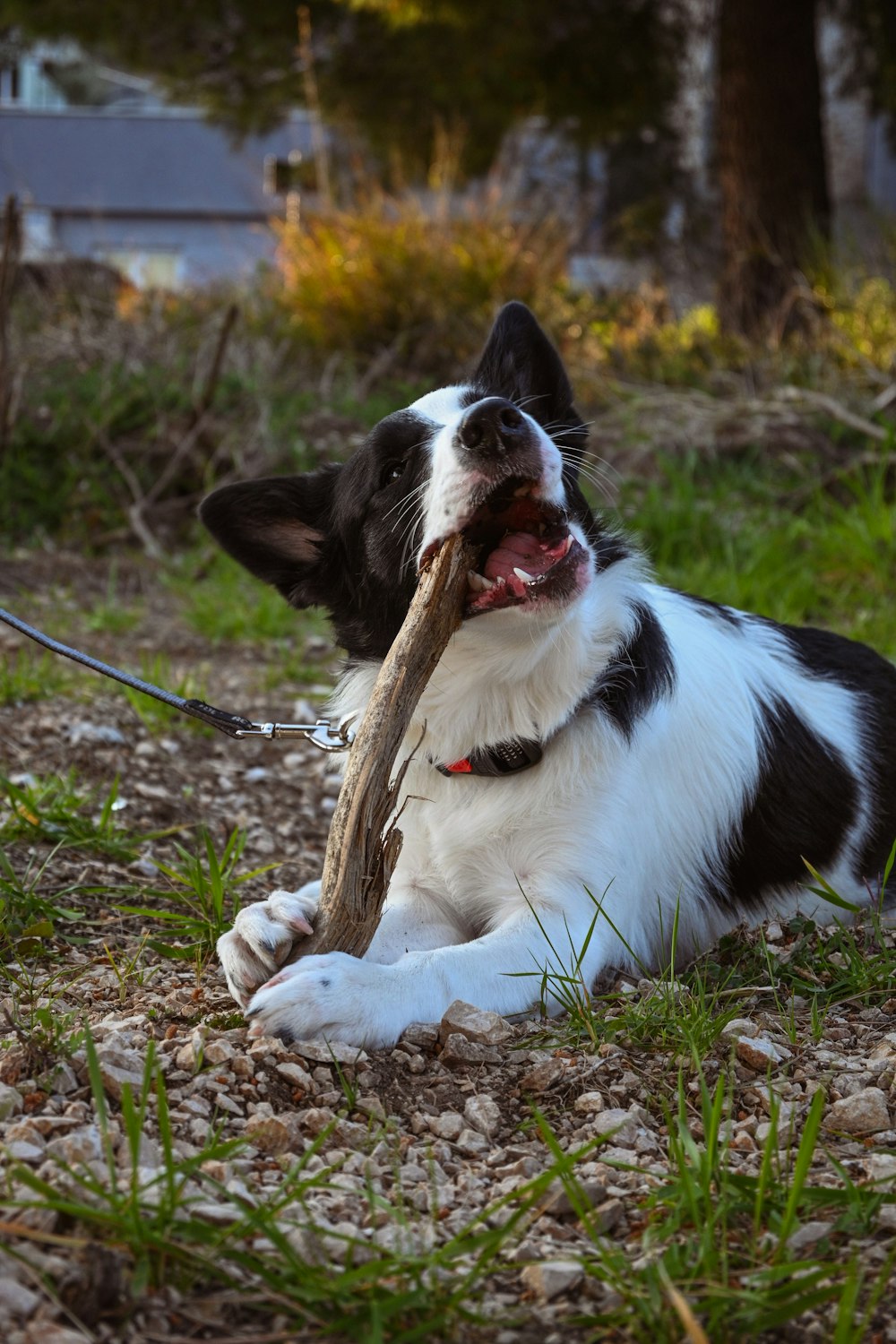 a black and white dog chewing on a stick
