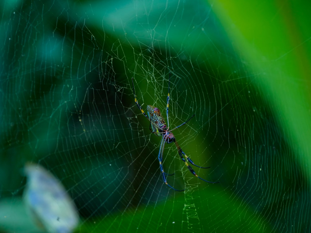 a close up of a spider on a web