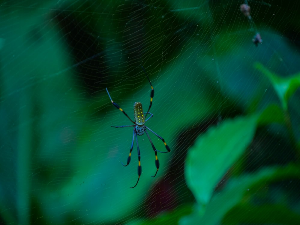 Una araña amarilla y negra sentada en una telaraña