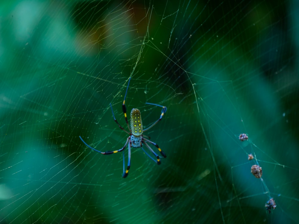 a close up of a spider on its web