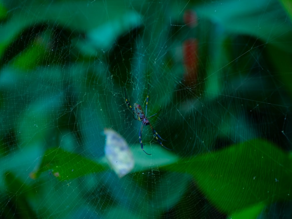 a close up of a spider on a web