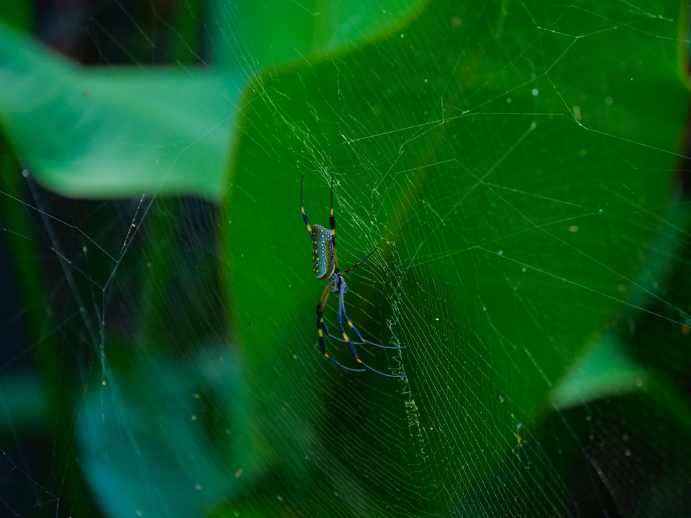 a close up of a spider on a green leaf