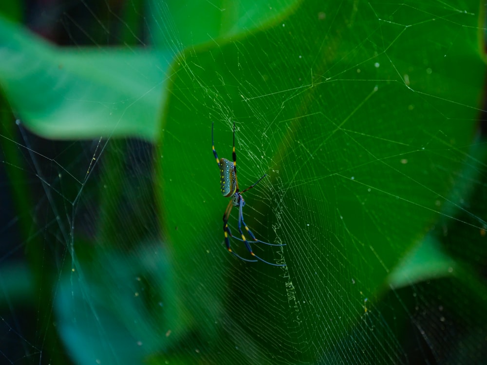 um close up de uma aranha em uma folha verde
