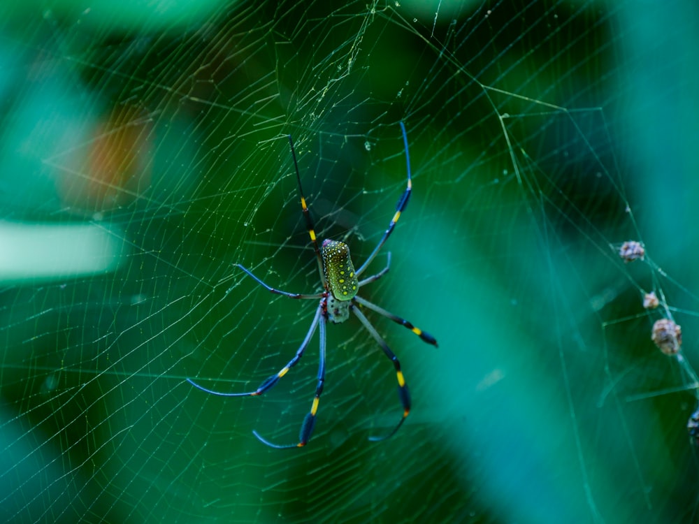 a close up of a spider on a web