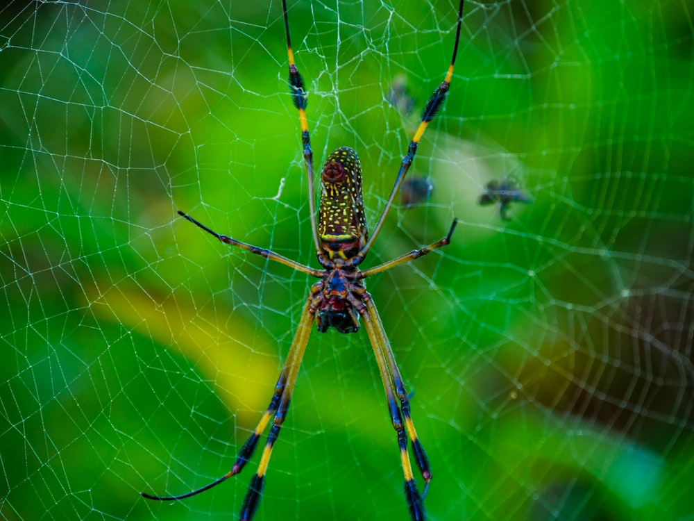 a close up of a spider on a web