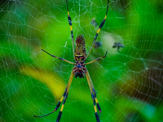 A large, colorful spider with long legs is poised at the center of an intricate web. The spider has a distinctive pattern with yellow, black, and red markings. The web is spun against a vibrant green background, suggesting foliage or dense vegetation. There are small insects caught in the web, visible behind the spider.