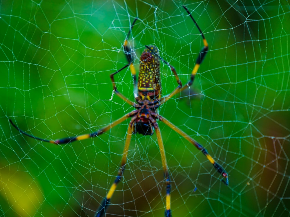 Un primer plano de una araña en una telaraña