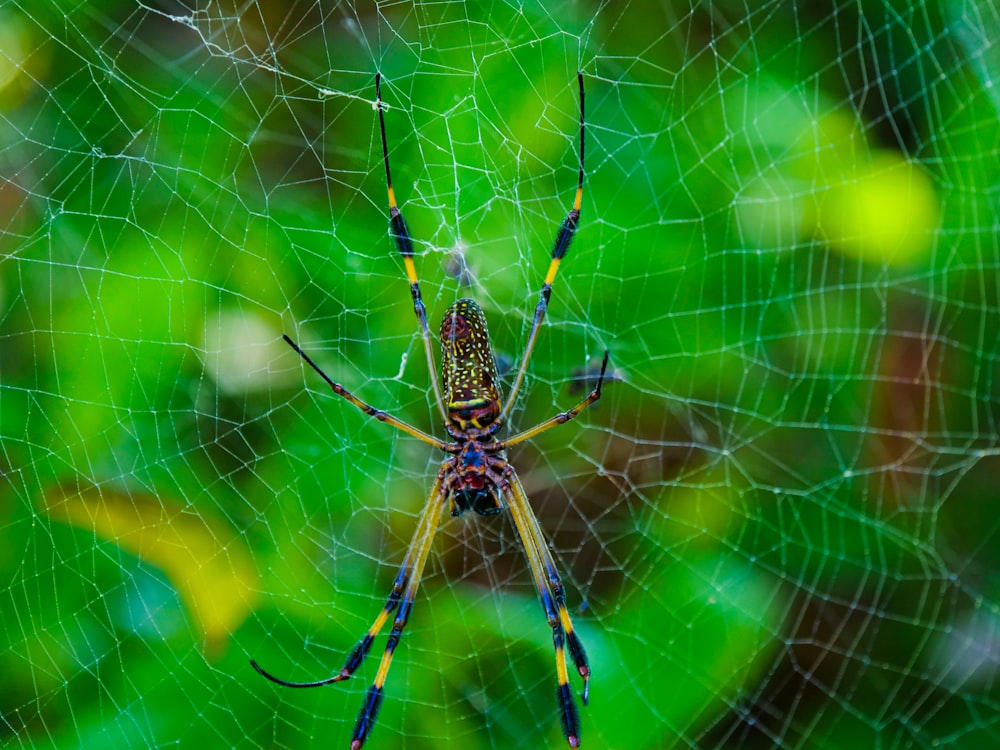 a close up of a spider on a web