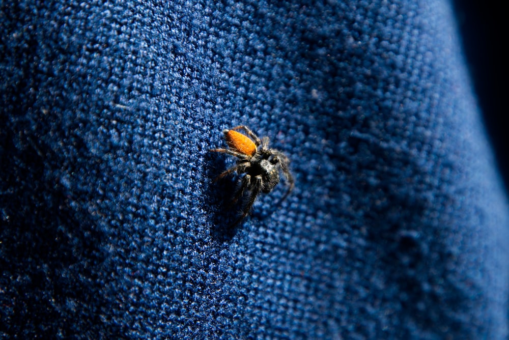 a close up of a bug on a blue cloth