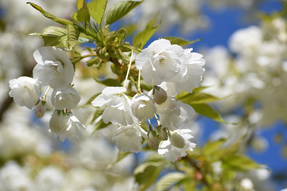 a tree with white flowers and green leaves