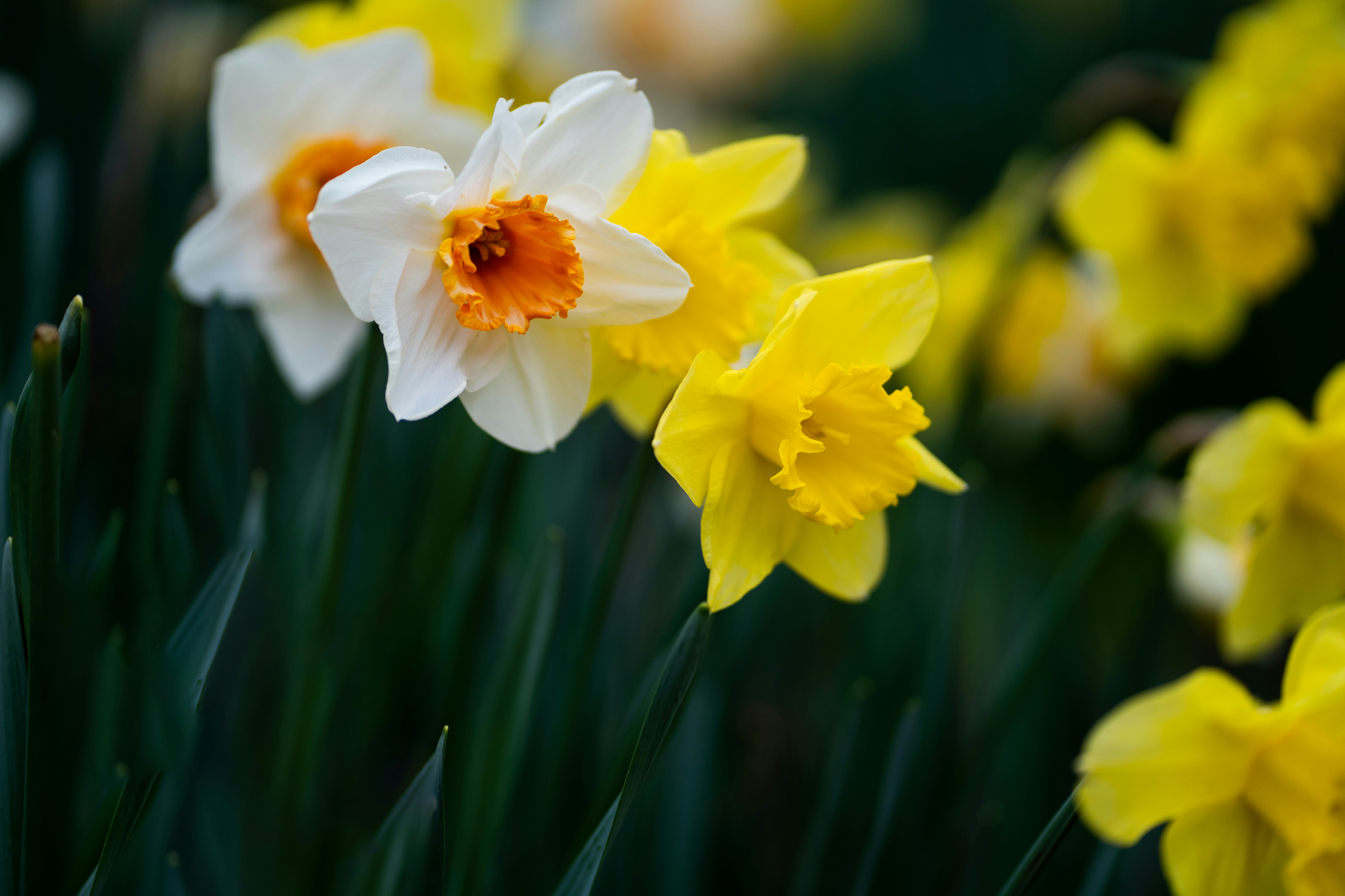 Photo by earl_plannerzone