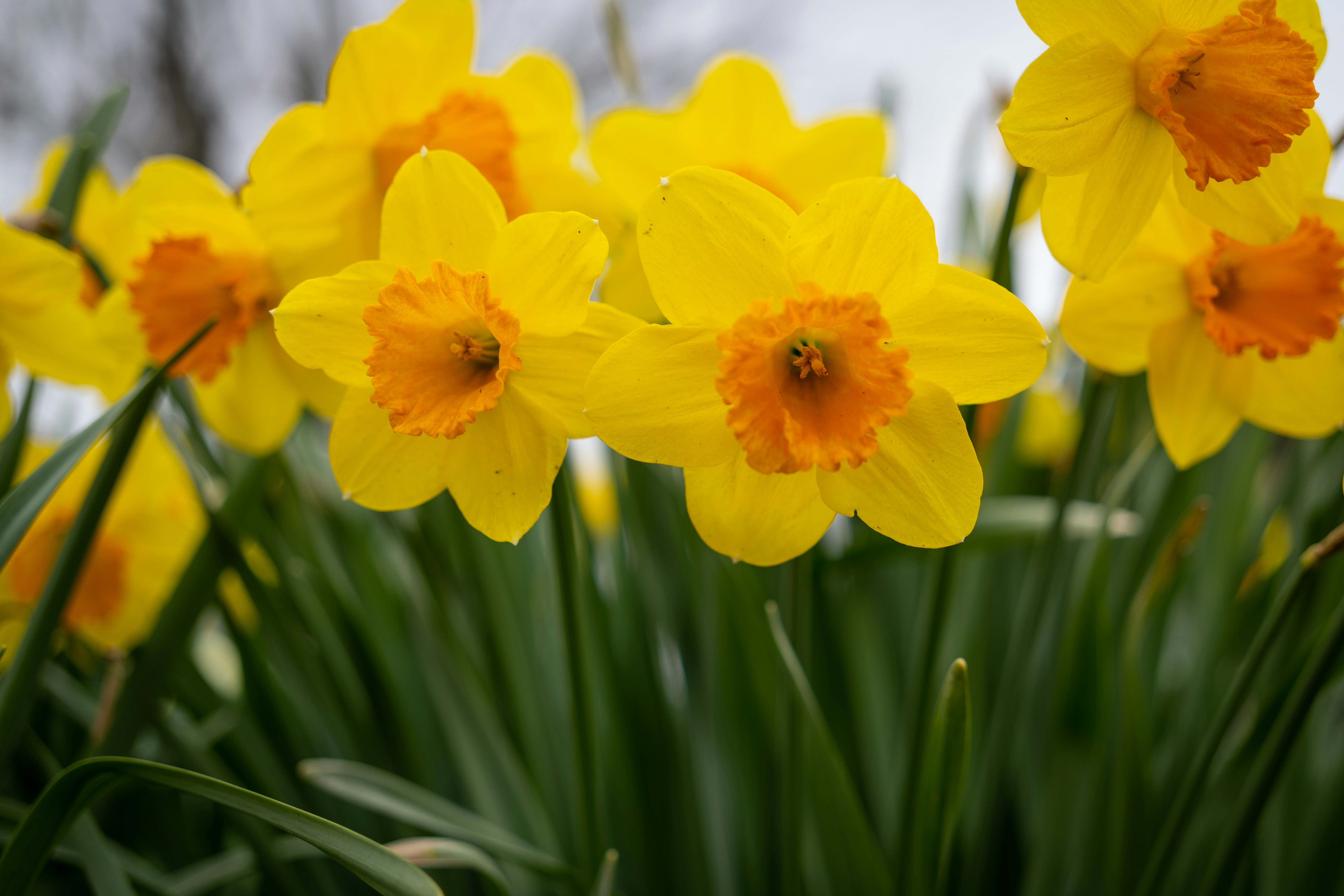 Photo by earl_plannerzone