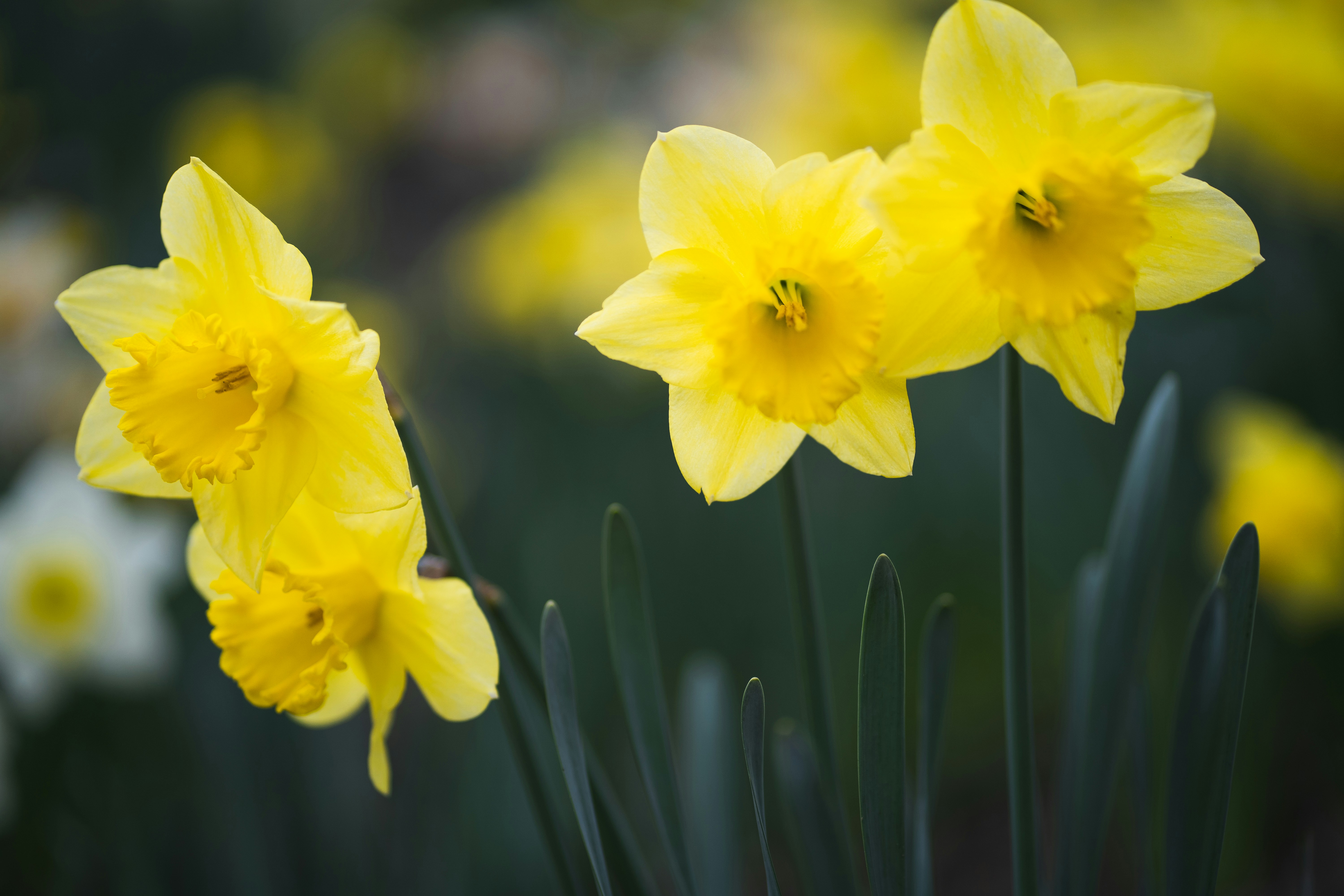 Photo by earl_plannerzone