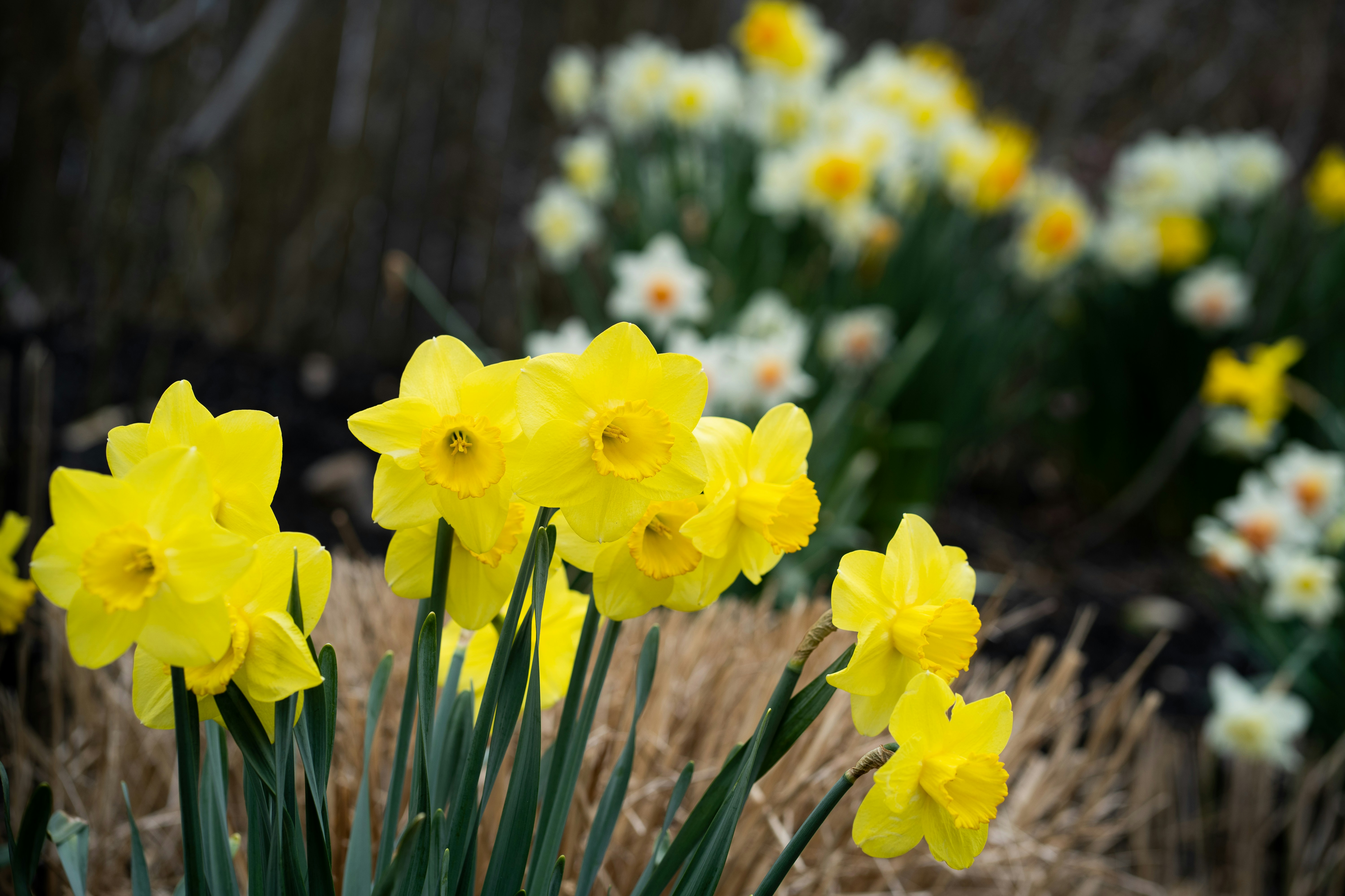 Photo by earl_plannerzone