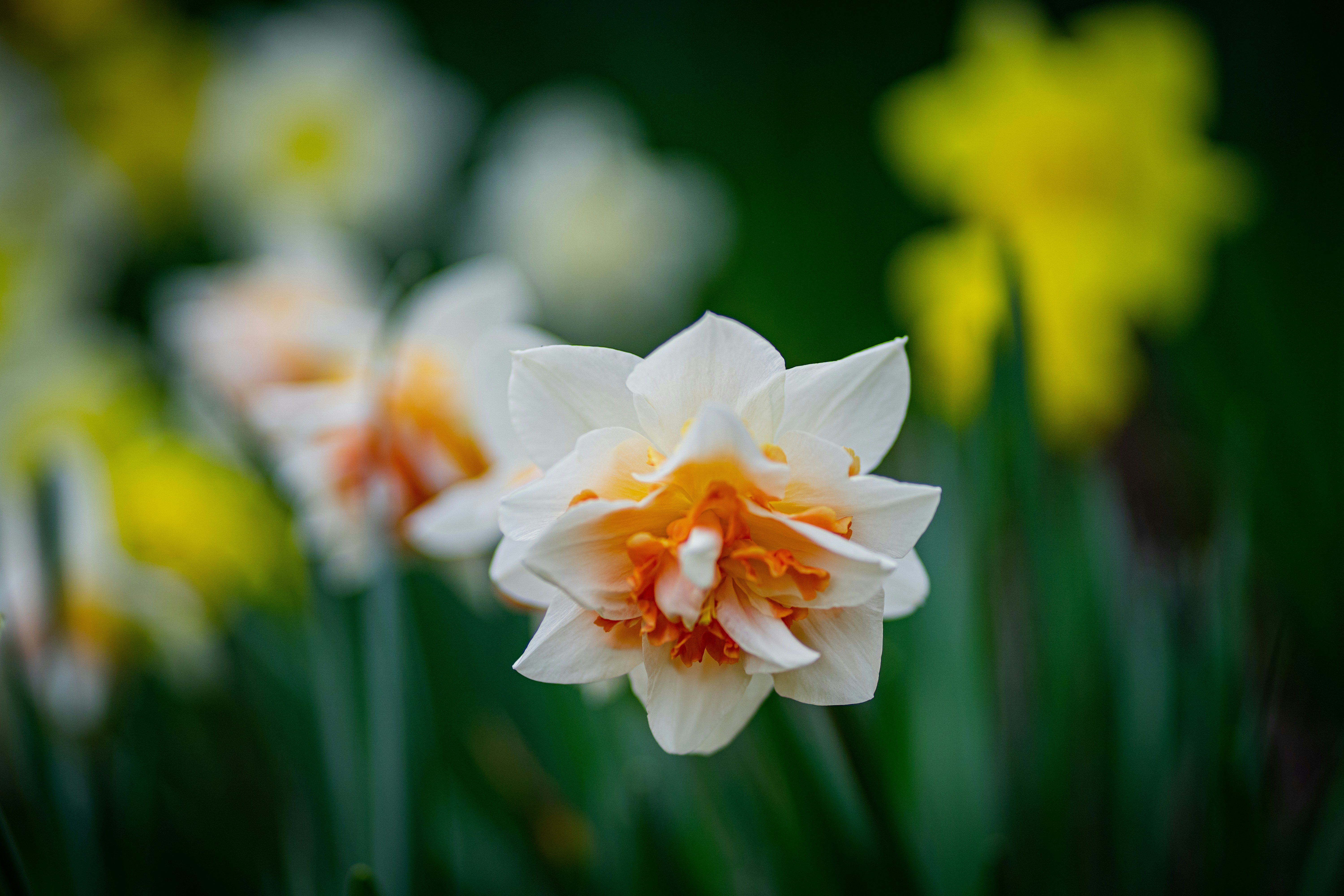 Photo by earl_plannerzone