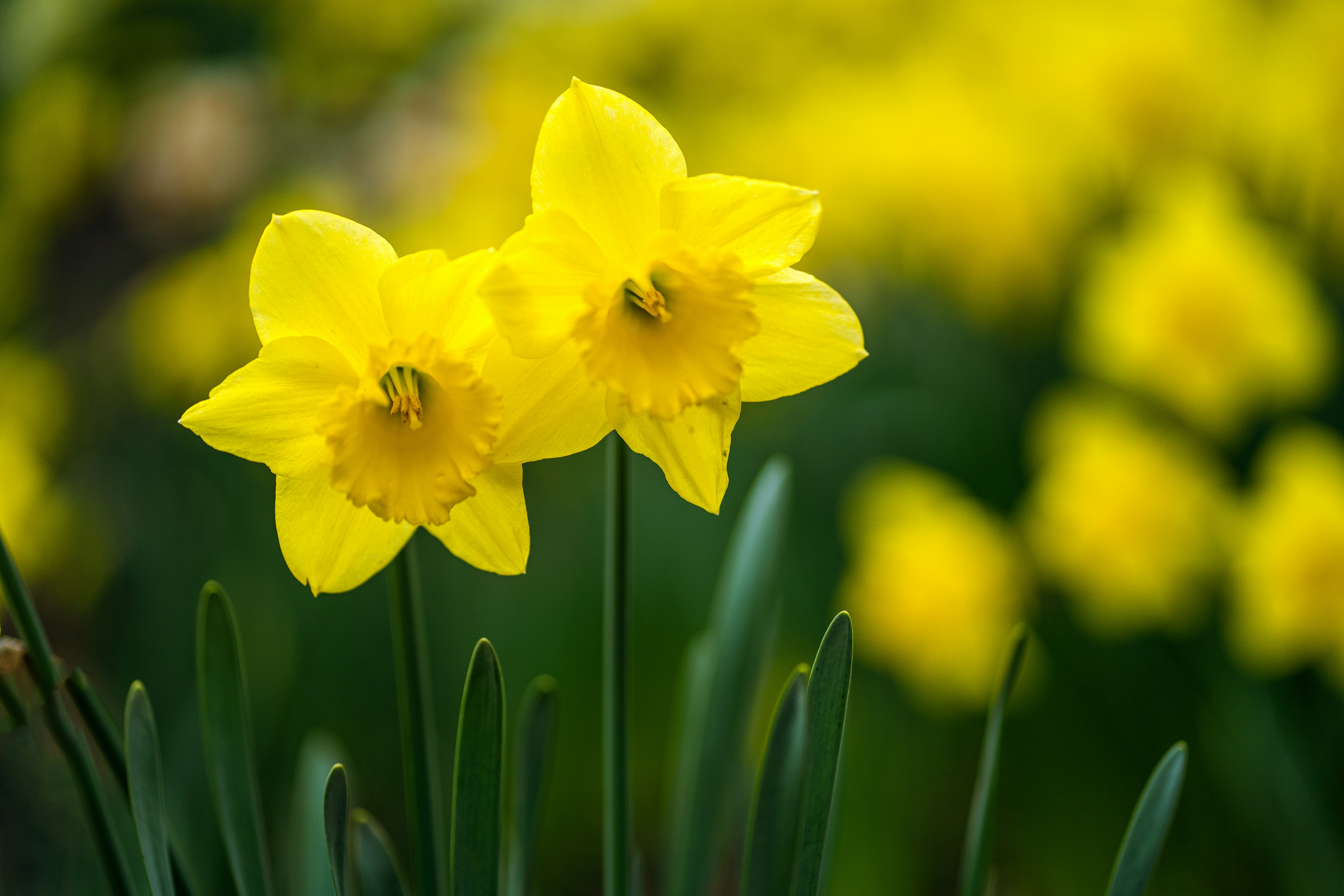 Photo by earl_plannerzone