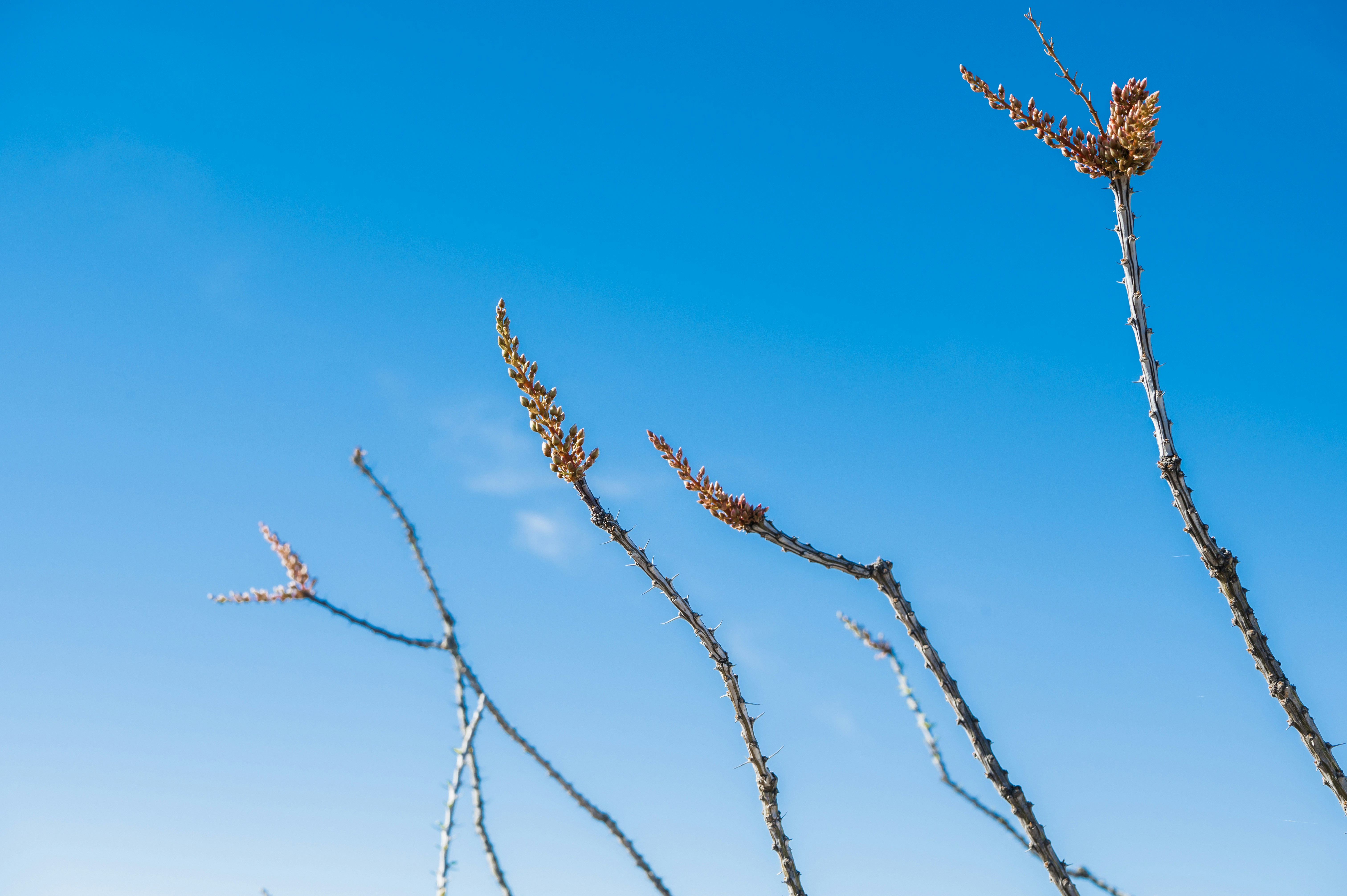 un gros plan d’une branche d’arbre avec un ciel bleu en arrière-plan