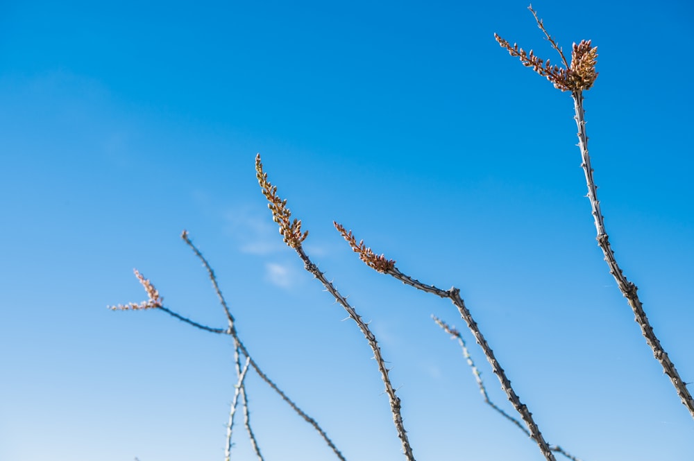 Un primo piano di un ramo d'albero con un cielo blu sullo sfondo