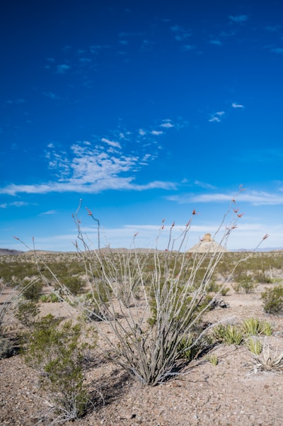 a small plant in the middle of a desert
