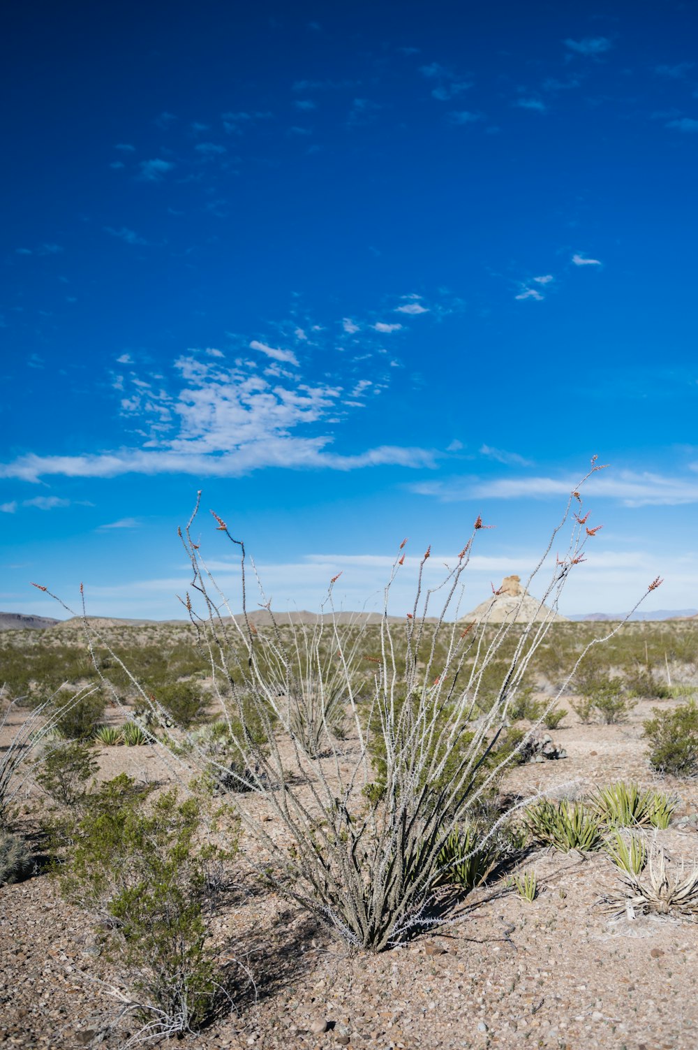 a small plant in the middle of a desert