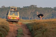 an ostrich and a bus on a dirt road