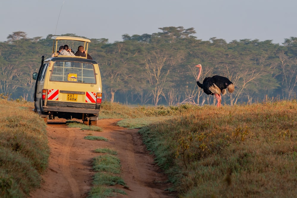 an ostrich and a bus on a dirt road