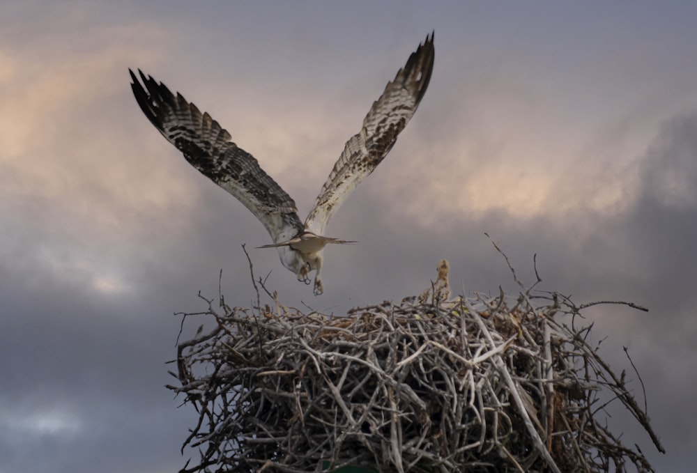 a large bird flying over a nest on a cloudy day