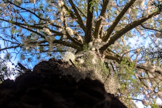 a view of a tree from the ground
