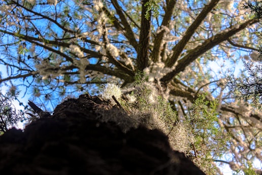 a view of a tree from the ground