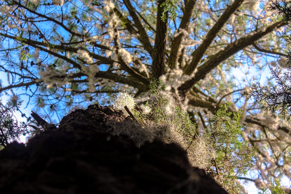 a view of a tree from the ground