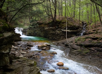 a river running through a lush green forest