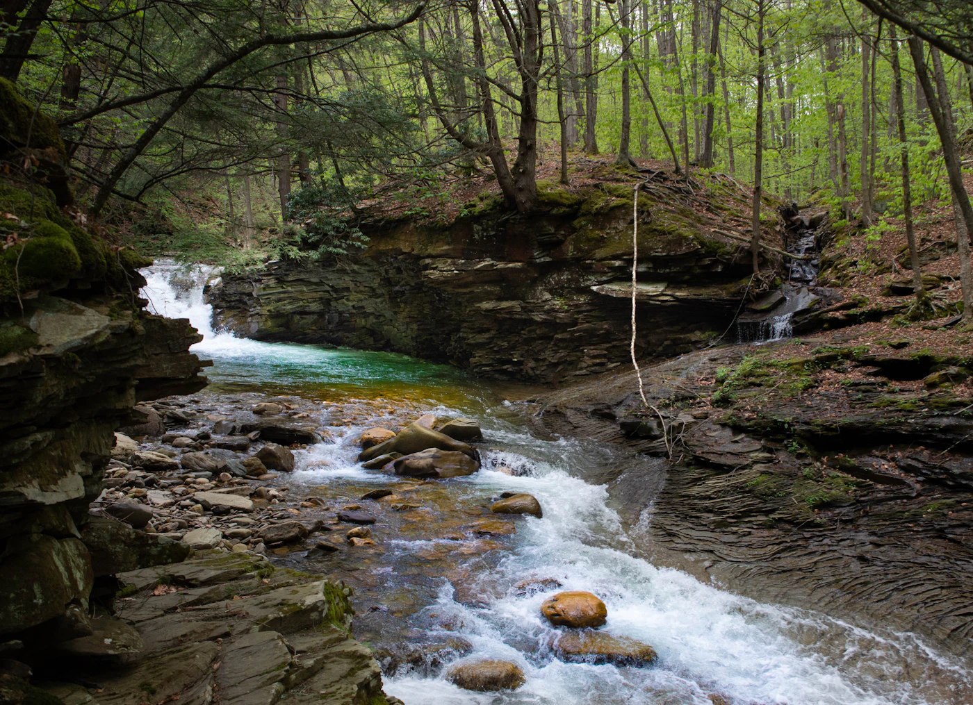 Mossy stream running through a rocky hemlock gorge, typical northern Pennsylvania forest