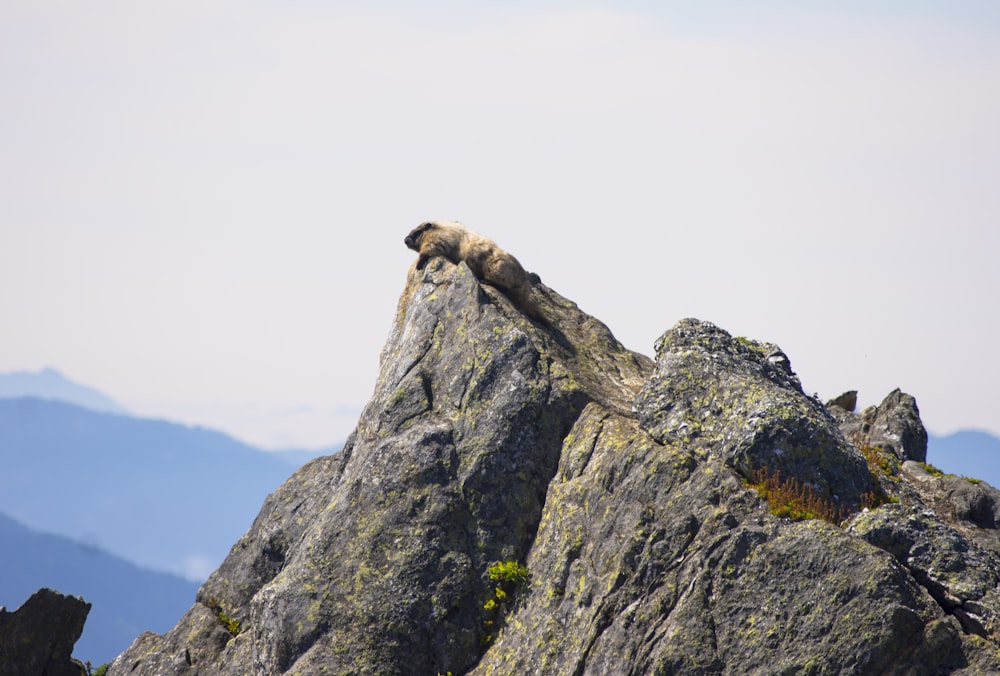 a small animal is sitting on a large rock