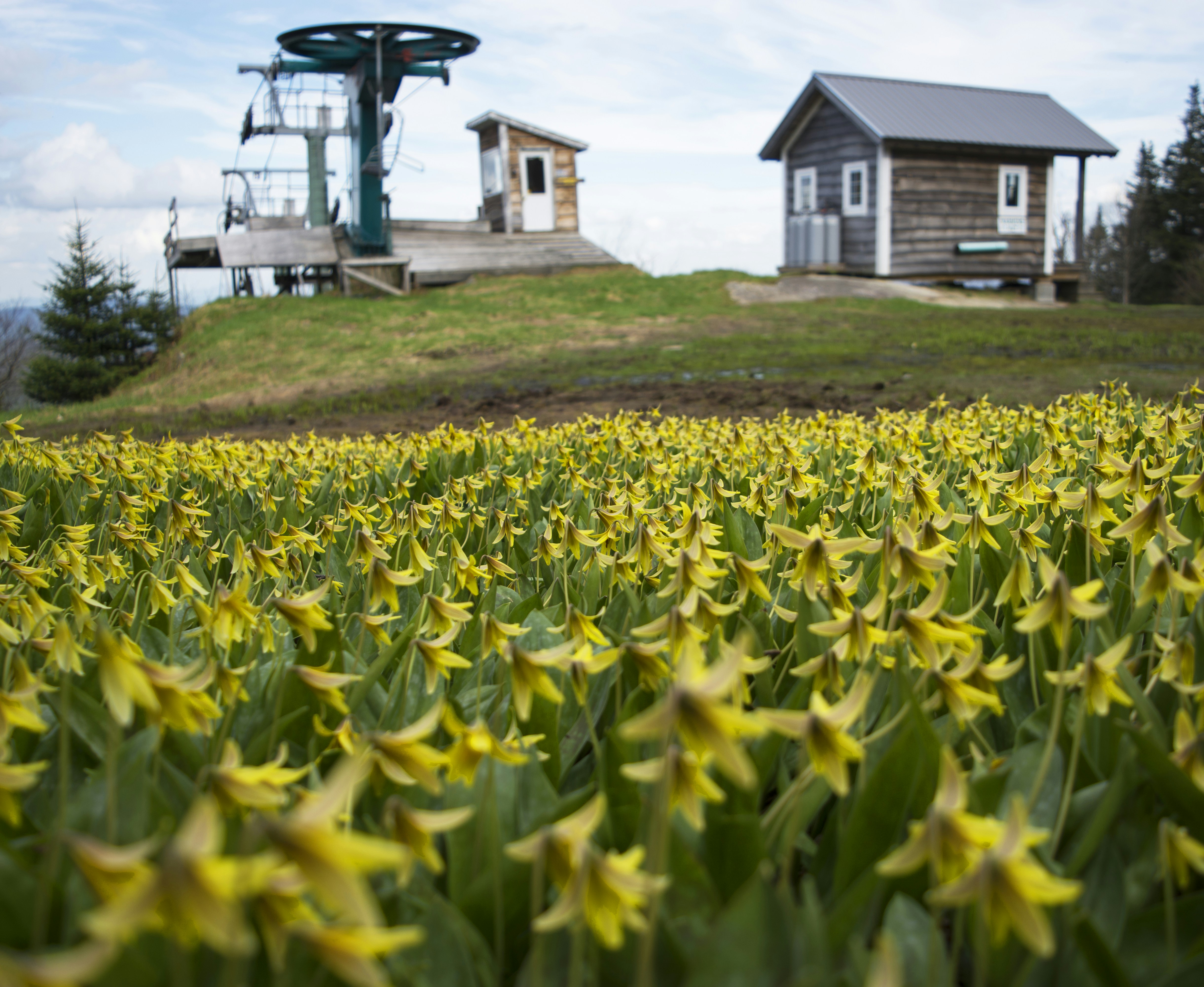 Ein Blumenfeld mit einem Haus im Hintergrund