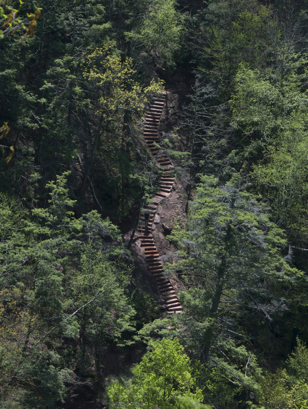a group of stairs in the middle of a forest