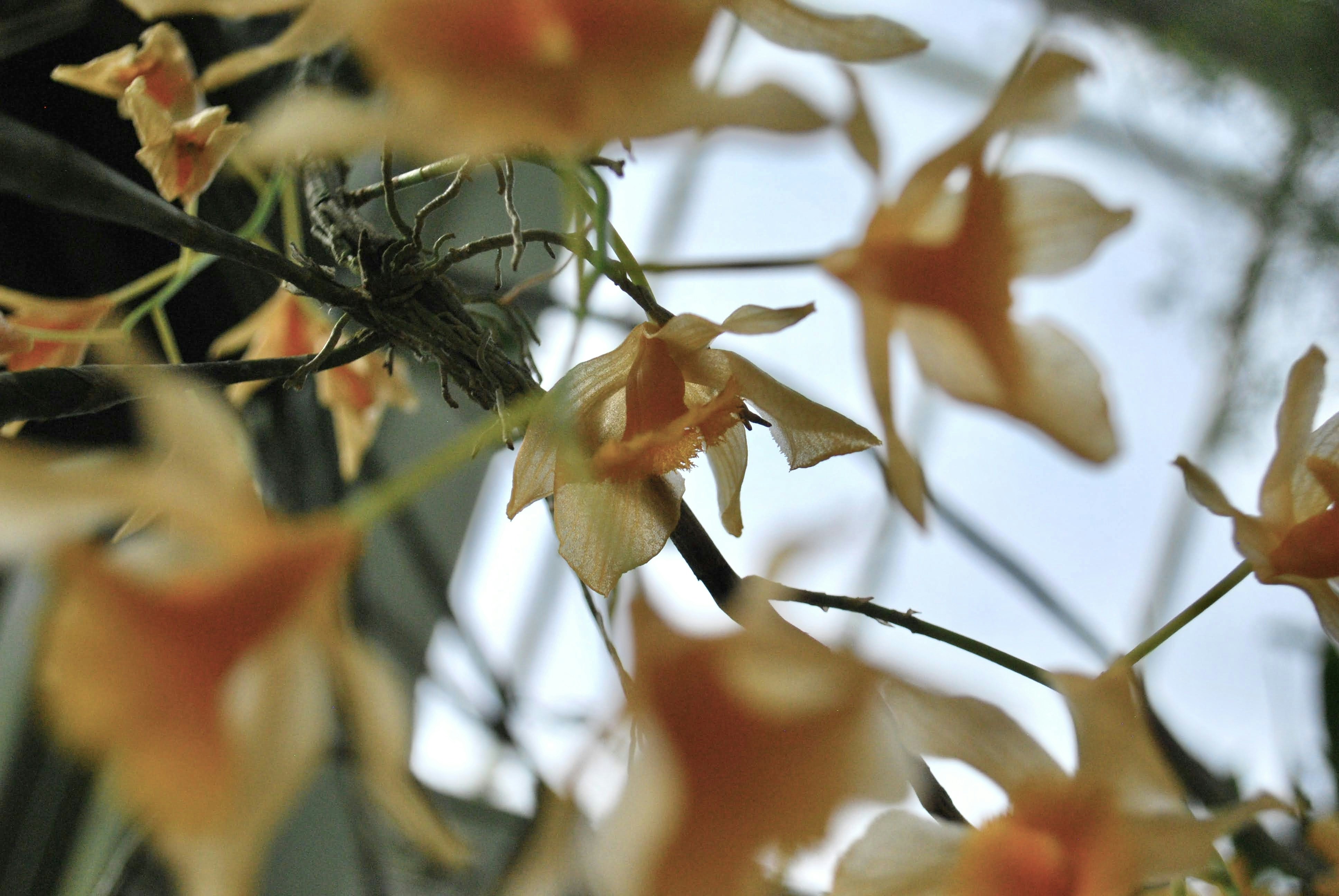 ein Blumenstrauß, der in einer Vase ist