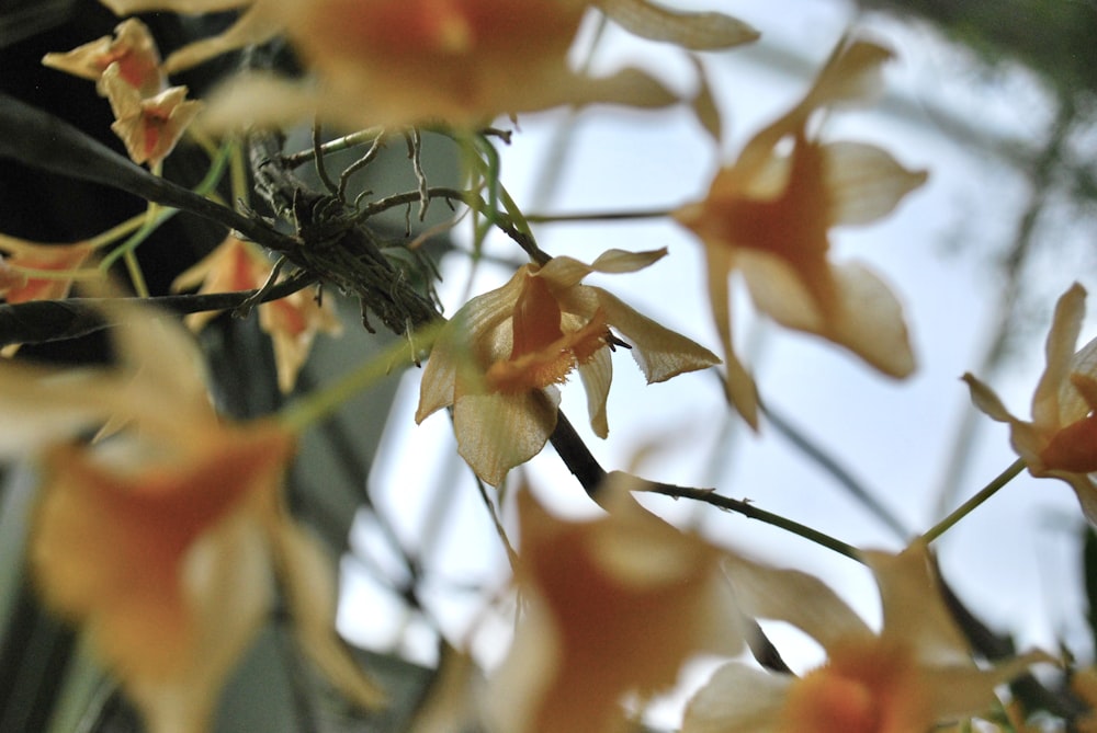 a bunch of flowers that are in a vase