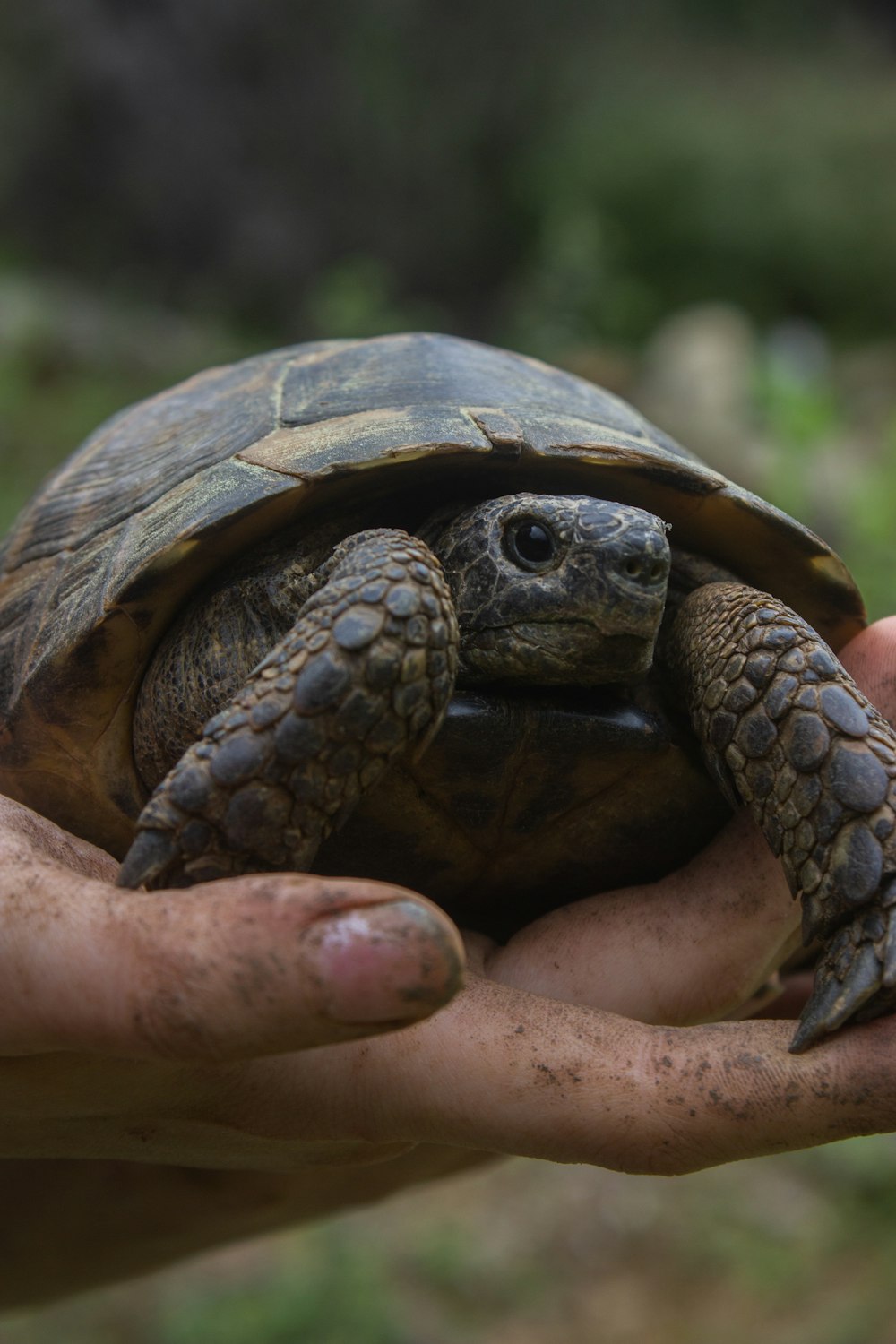 a person holding a small turtle in their hands