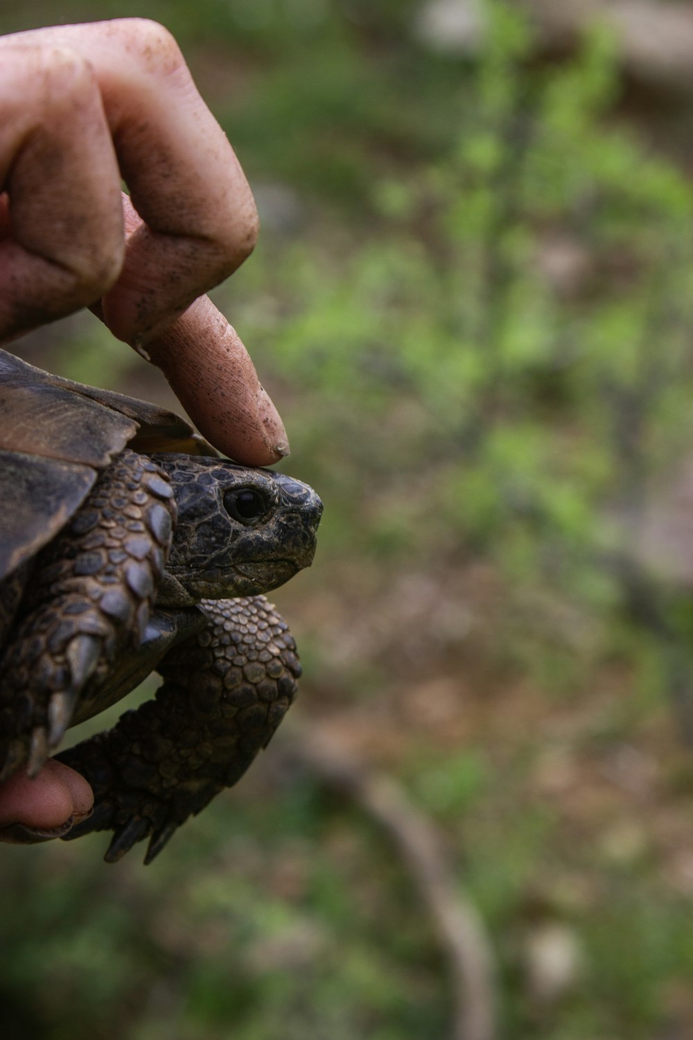 a close up of a person holding a small turtle