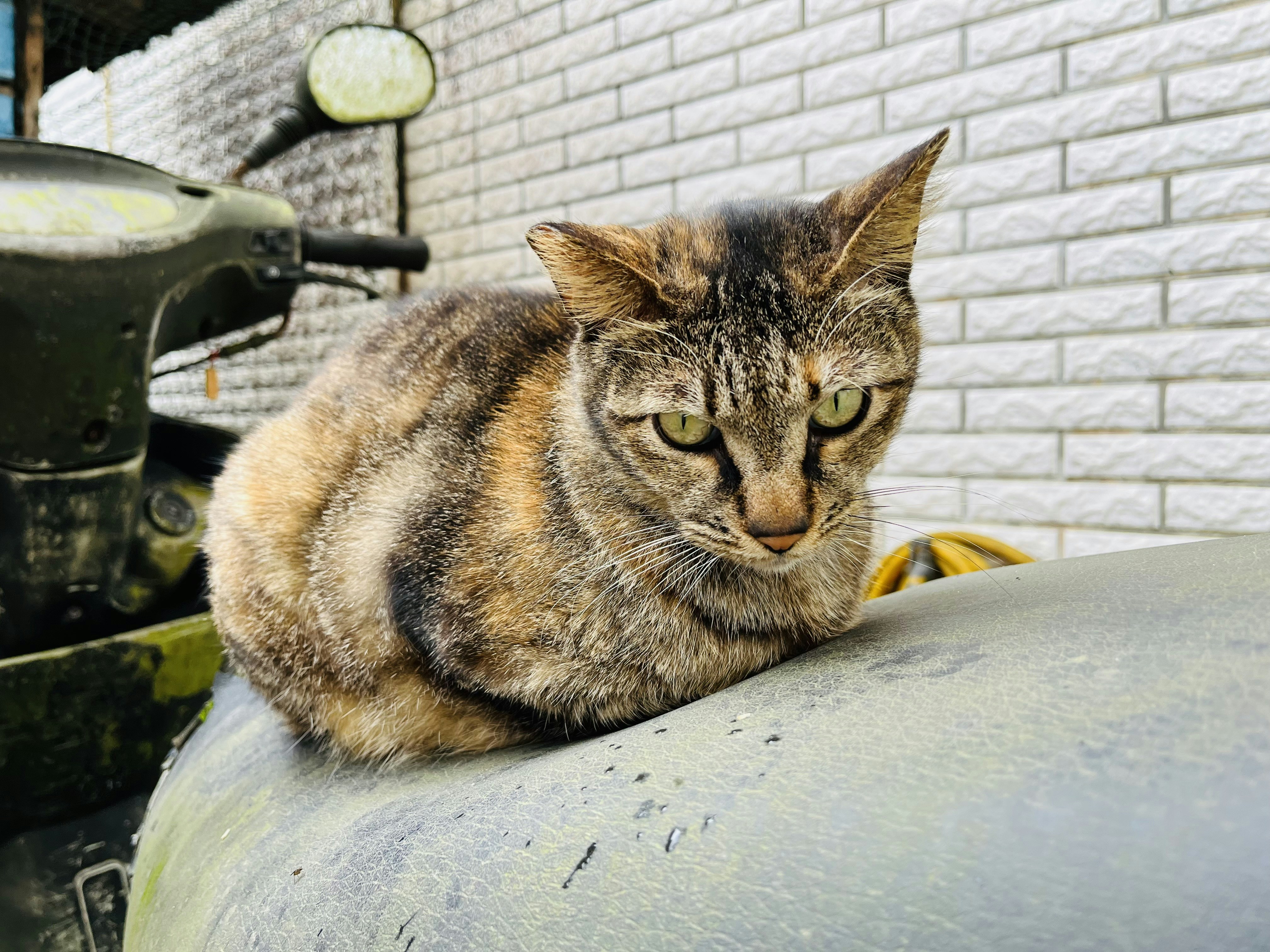 a cat is sitting on top of a tank