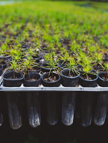 a row of small pots filled with plants