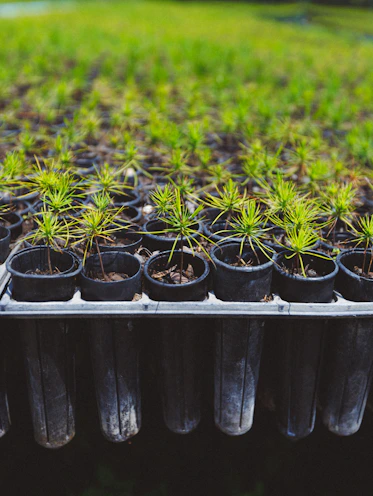 a row of small pots filled with plants