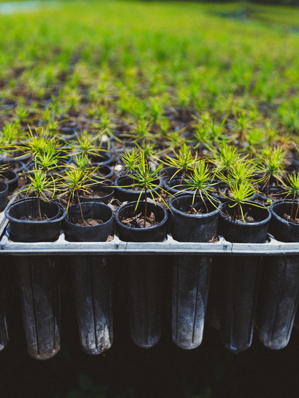 a row of small pots filled with plants