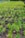 A large number of young green plants growing in individual small containers, arranged in rows on the ground. The scene is outdoors, with clear visibility of soil and vibrant greenery.